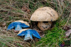 Gyroporus cyanescens (6)_LR